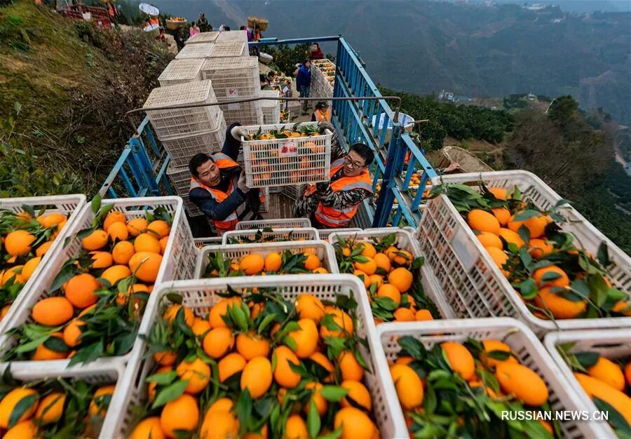килограмм яблок и груш. в ящике 5 апельсинов. ящик с мандаринами. в ящике 5 апельсинов. апельсины на лотке.