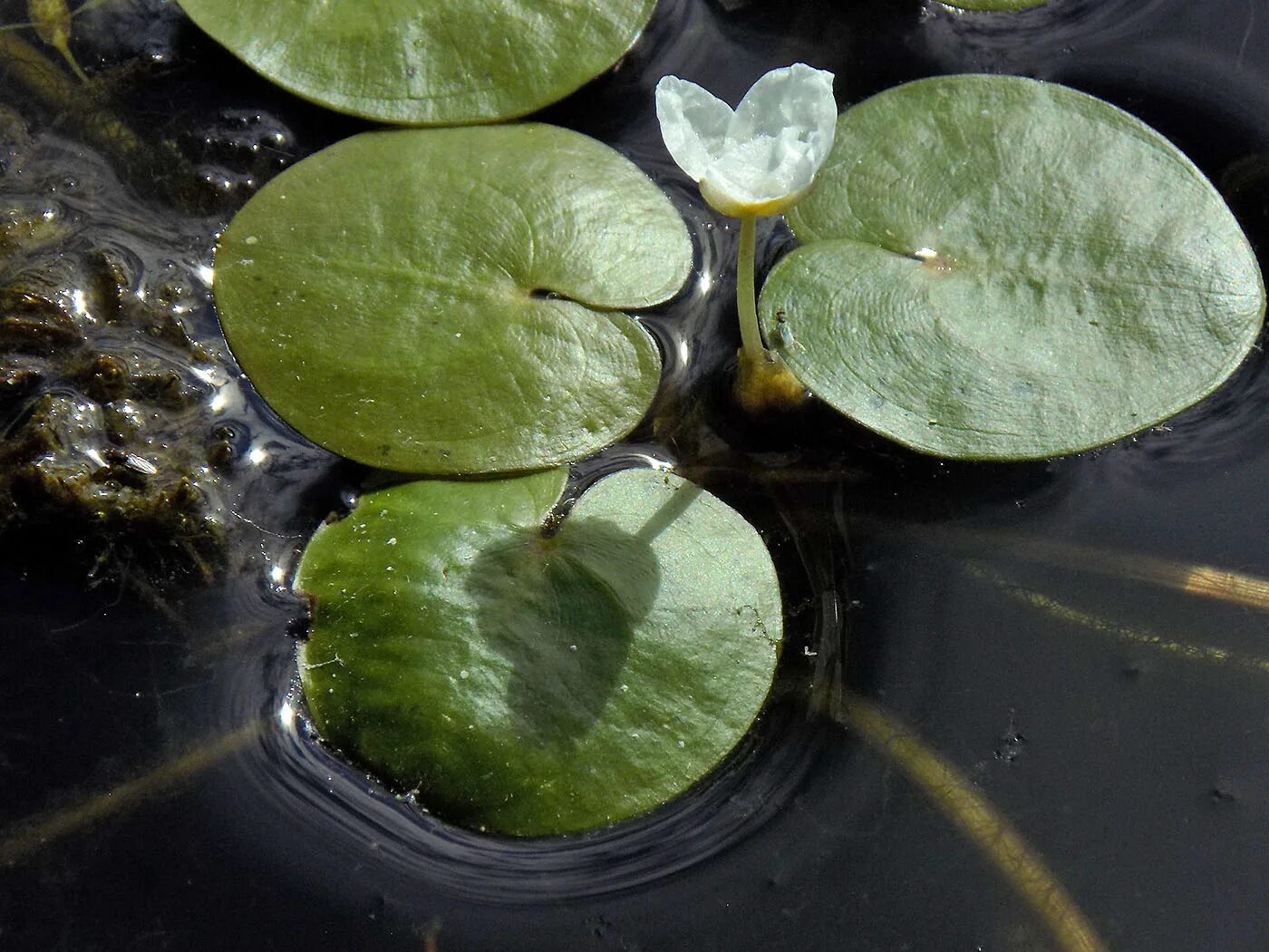 Водокрас обыкновенный. Водокрас Лягушачий. Растение водокрас. Hydrocharis morsus-Ranae.