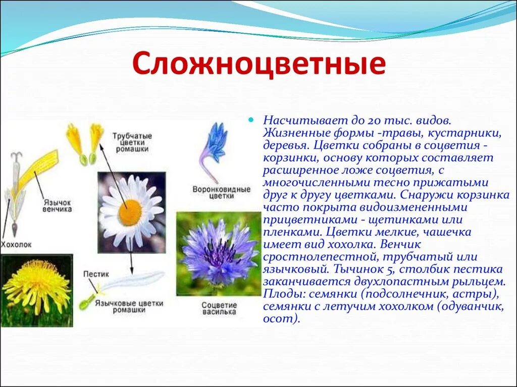 Семейства покрытосеменных растений Сложноцветные. Семейство Сложноцветные Астровые. Семейство Сложноцветные подсолнечник. Сложноцветные Астровые цветки. Жизненная форма большинства сложноцветных