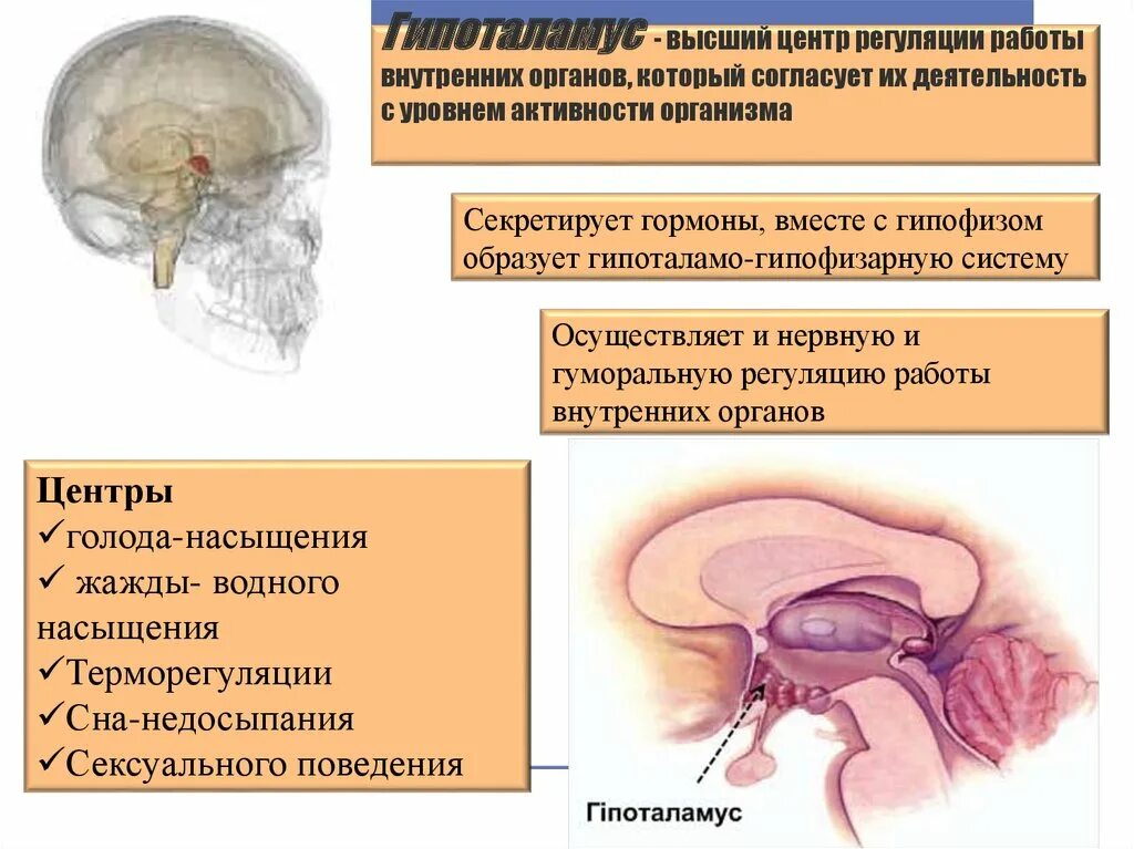 Где располагаются центры терморегуляции. Гипофиз терморегуляция. Гипоталамус терморегуляция. Гипоталамус высший центр регуляции. Центр жажды в гипоталамусе.