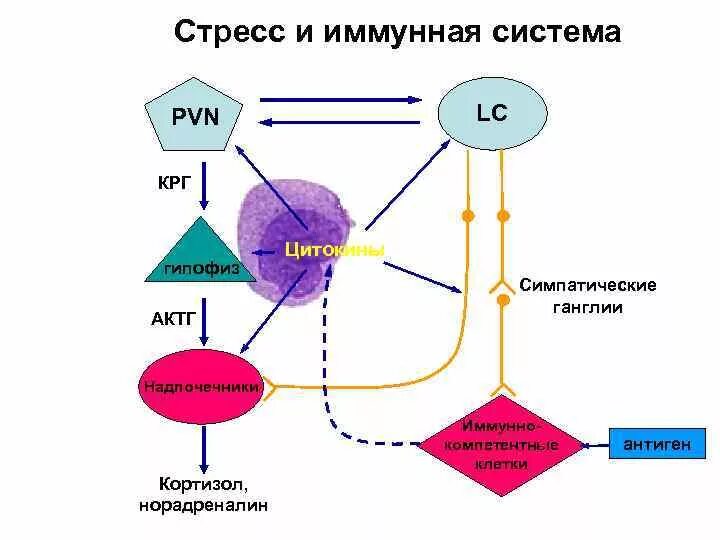 Гормоны стресса надпочечников. КОРТИКОТРОПИНРЕЛИЗИНГ гормон. Стресс и иммунная система. Кортикотропин-лизин гормон. Влияние кортизола на иммунную систему.