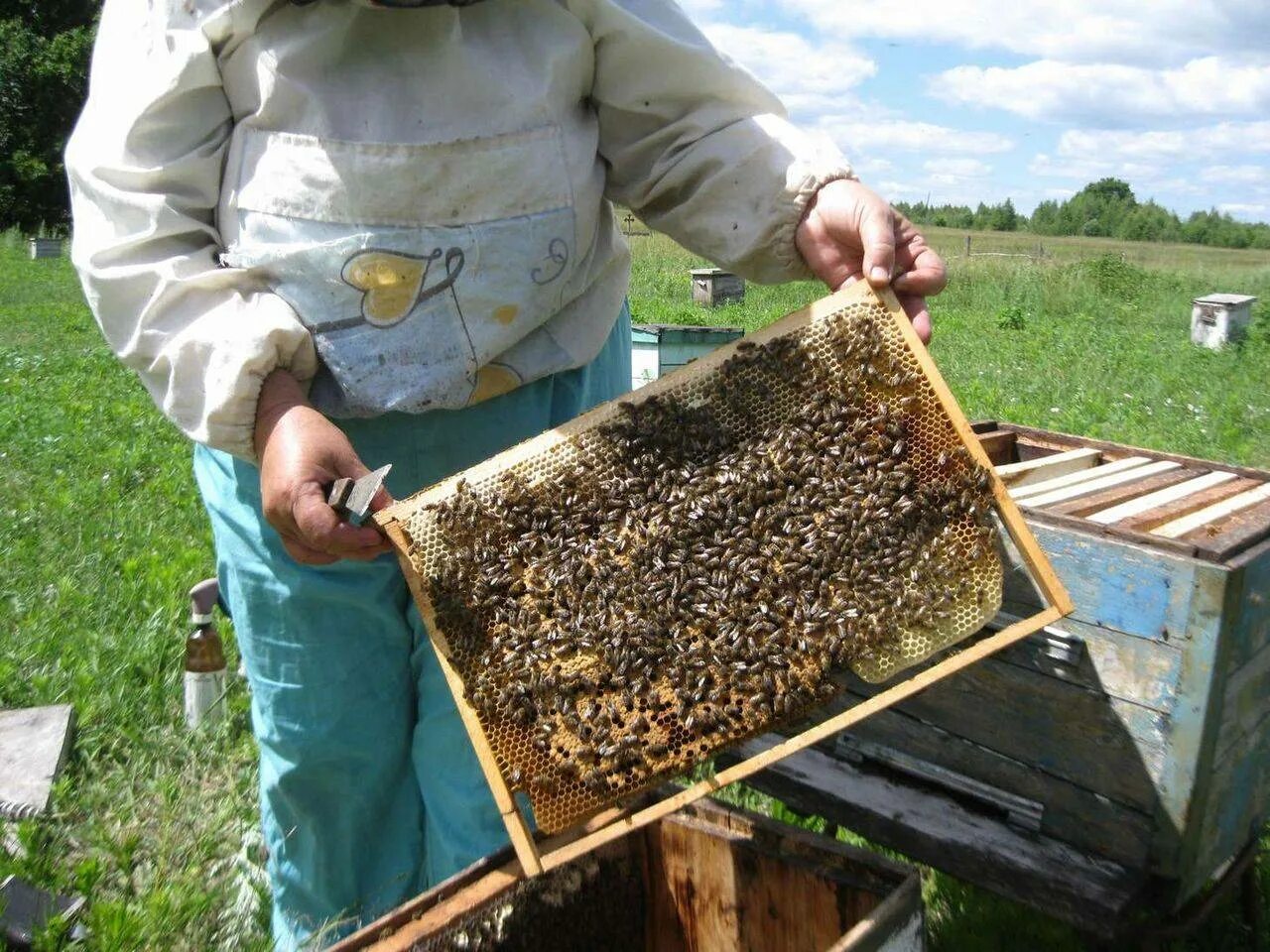 Улей для пчел. Пчелы в улье. Рамки для пчел. Пчелиный улей и пчеловод.