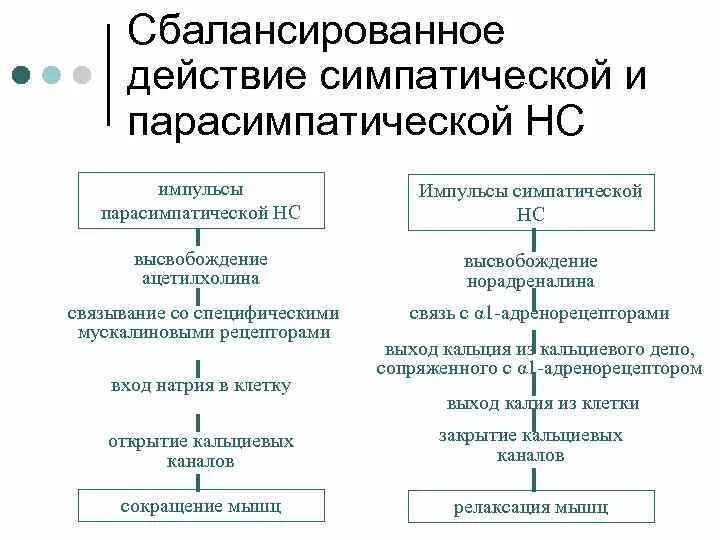 Симптическа нерв система. При возбуждении симпатической нервной системы:. Соматическая нервная система симпатическая и парасимпатическая. Эффекты возбуждения симпатических и парасимпатических нервов:. Эффекты возбуждения симпатических и парасимпатических нервов:.