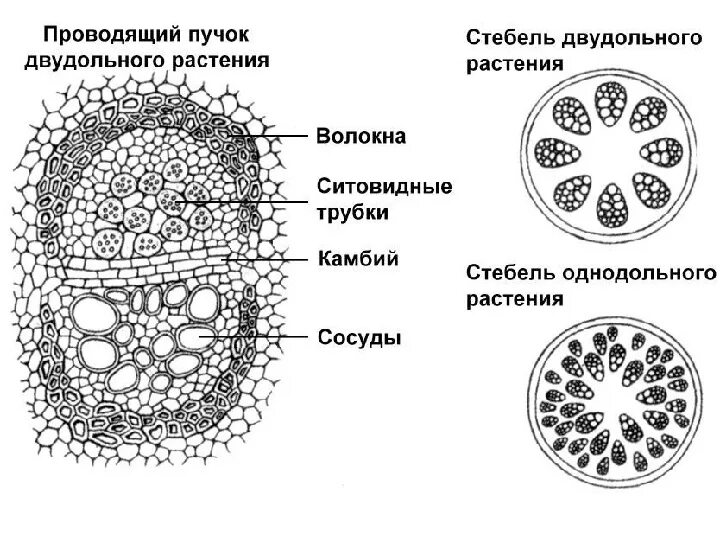 Камбий стебля. Наличие камбия у двудольных. Биология 7 класс однодольные и двудольные растения. Наличие камбия у двудольных. Однодольные 2) двудольные.