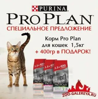 Зоогалерея интернет магазин