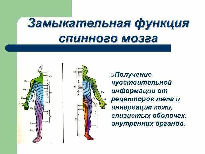 Каковы функции спинного. Замыкательная функция спинного мозга. Функции спинного мозга схема. Функции спинного мозга физиология. Функции спинного мозга кратко.