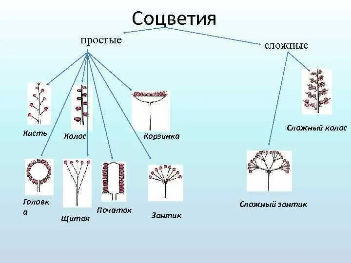 Схема простых и сложных
