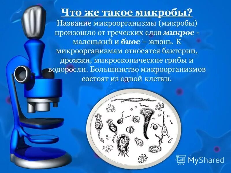 палочковидные формы микроорганизмов. к микроорганизмам относят. как переводится слово бактерия. бактерия с греческого языка. история открытия бактерий.