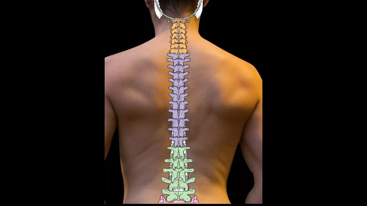 Вертебра торакалис. Anatomy of the vertebral column.