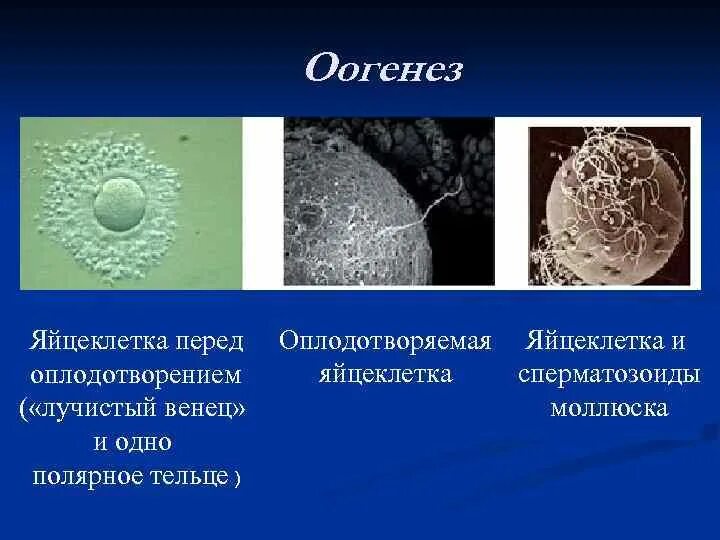 Каким номером обозначено полярное тельце. Строение яйцеклетки человека. Полярные тельца яйцеклетки. Полярное тельце. Лучистый венец яйцеклетки.