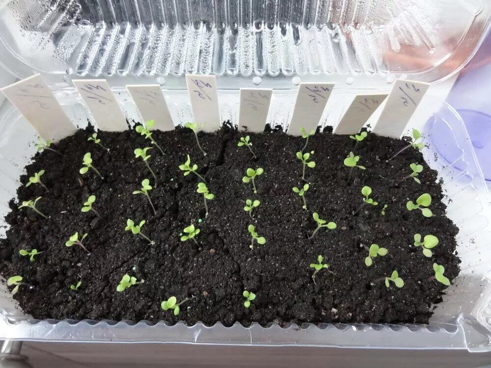 Петуния прямостоячая. Ампельная петуния всходы рассада. Пикирование рассады петуньи. Петуния рассада выращивание и уход. Каскадная петуния рассада.