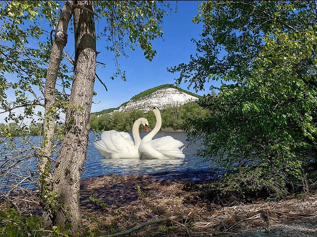 Кандрыкуль лебеди. Лебеди на озере. Красивые пейзажи с лебедями. Природа озеро лебеди.