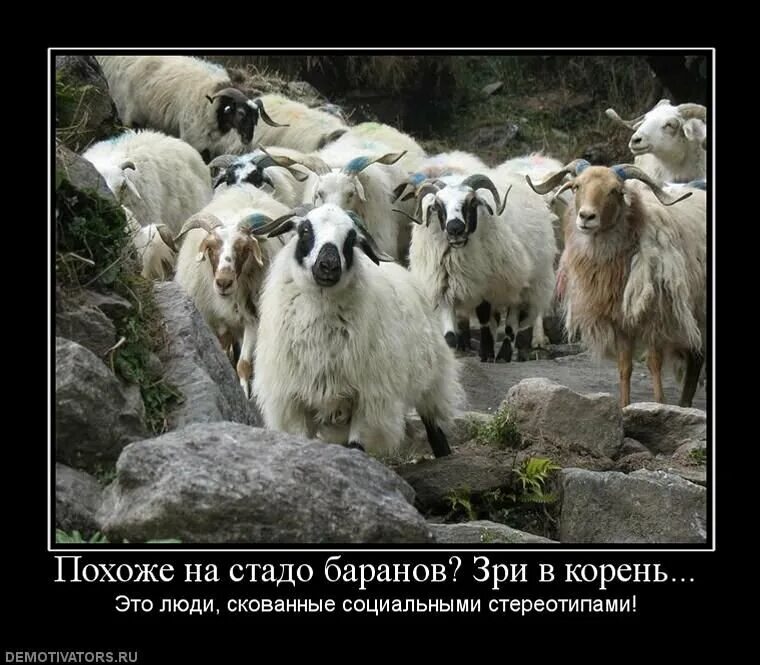Почему люди стадо. Стадо людей. бараны стадо.