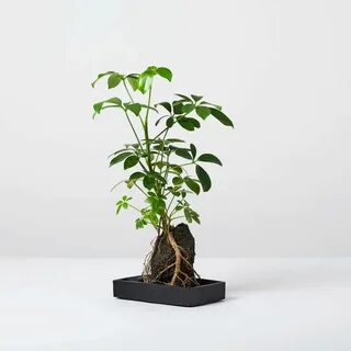 Rocking plants