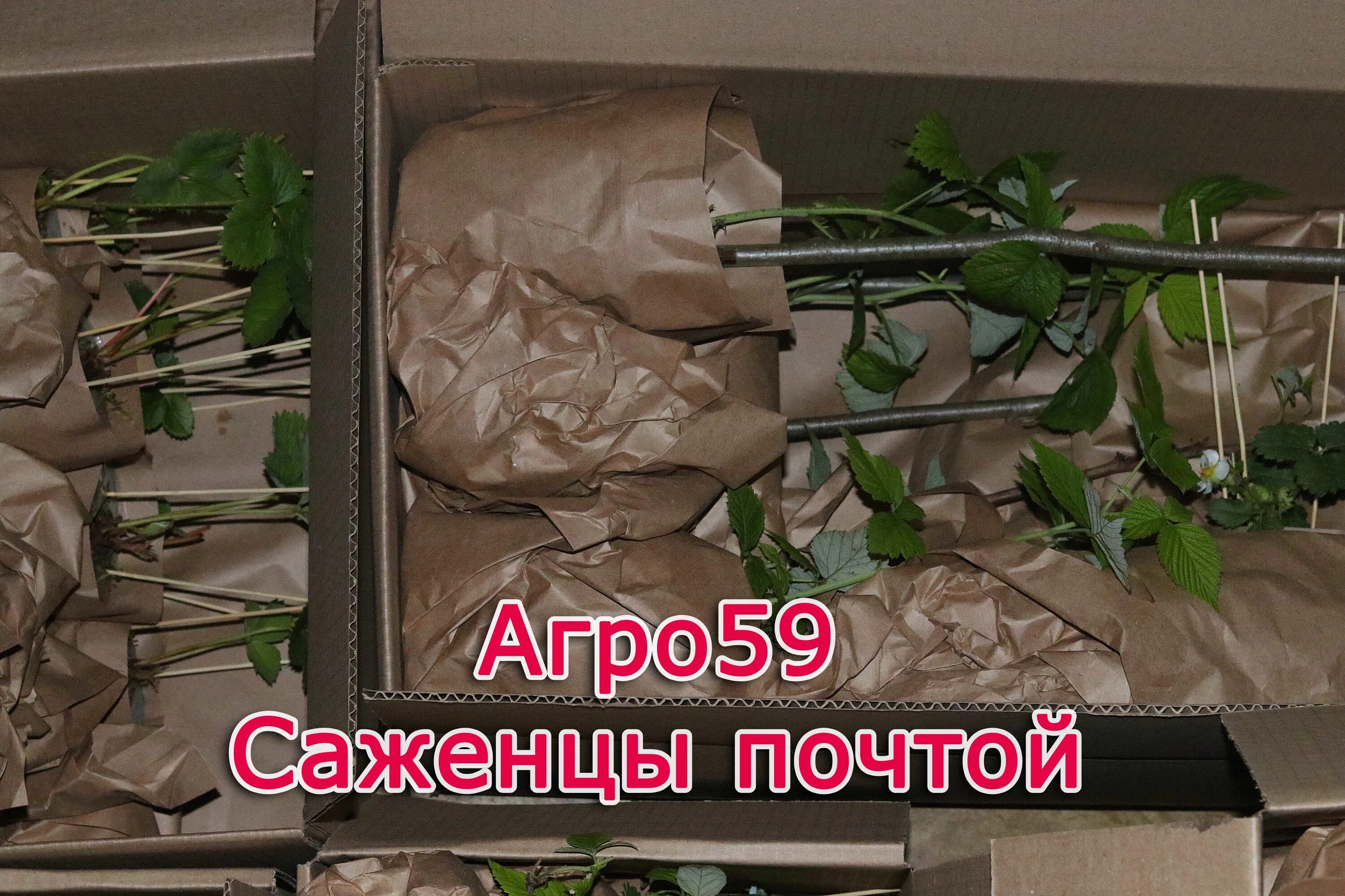 семена и саженцы интернет магазин. саженцы почтой. удмуртский орехоплодный питомник. саженцы почтой наложенным платежом. пересылка саженцев роз почтой.