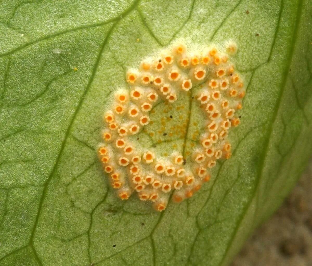 Puccinia sessilis. Род Puccinia. Ржавчинный гриб паразит. Гриб Puccinia. Инфекционные заболевания грибы