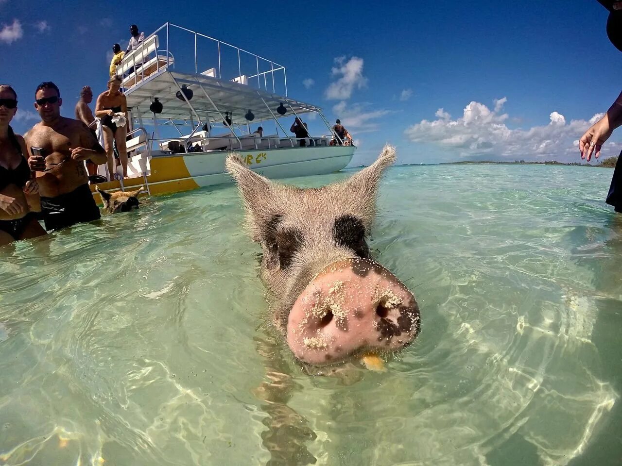 Свинка плавает. Остров Пиг Бич Багамы. Багамские водоплавающие свиньи. Багамские острова поросята. Остров свиней на Багамах.