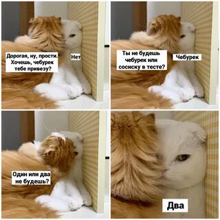 Кот больше страсти