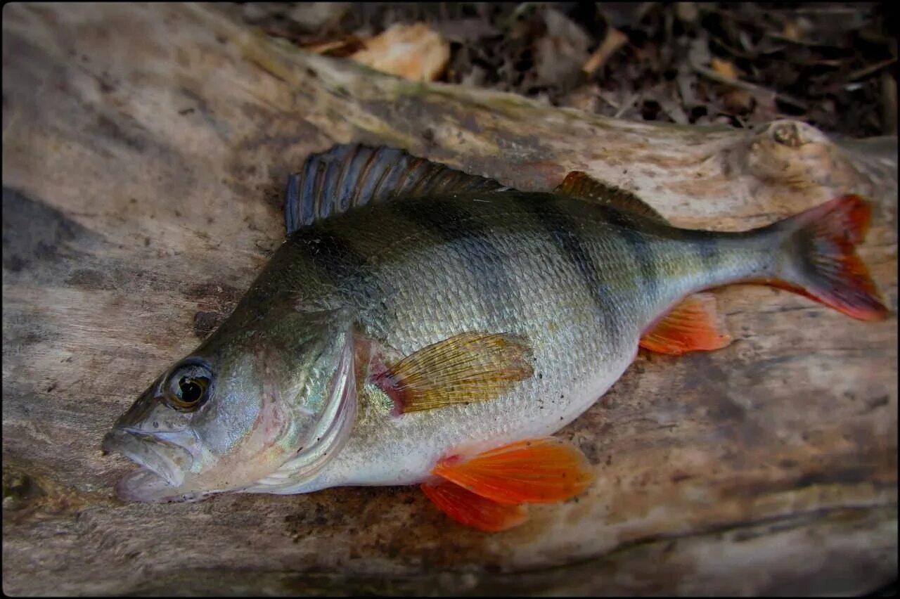 Окунь perca fluviatilis. Окунь Берекс. Окунь Уральский. Речной окунь perca fluviatilis. Рыба с красными плавниками речная