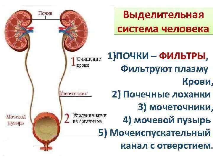 Строение системы органов выделения. Мочевыделительная система мочевая система человека. Функции выделительной системы в организме человека. Выделительная система строение почки.