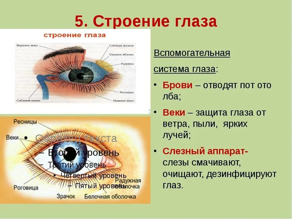 Элементы глаза. Отдел глаза строение и функции. Строение глаза спереди. Строение глаза человека спереди. Строение глаза человека схема с описанием функций.