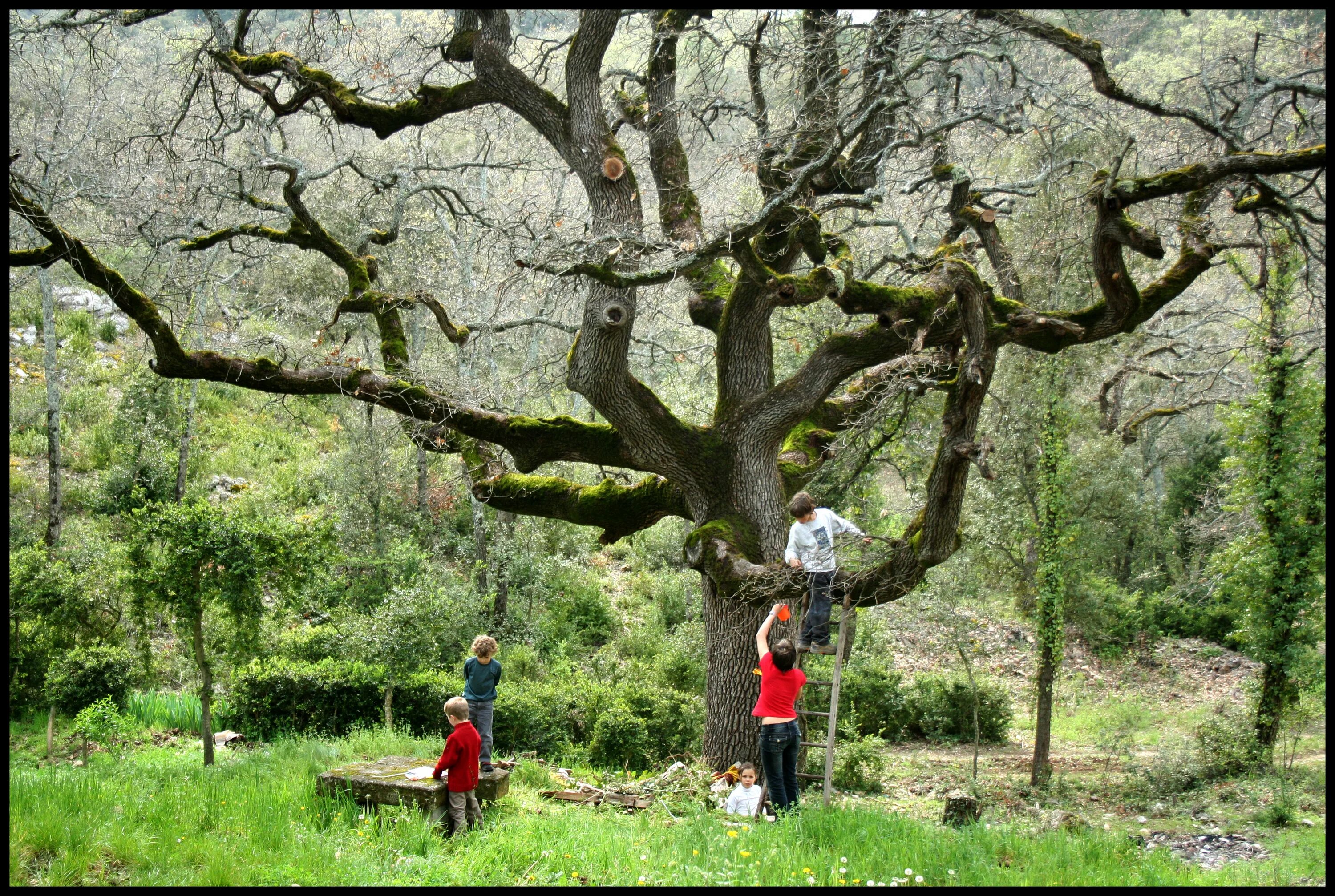 Can a tree