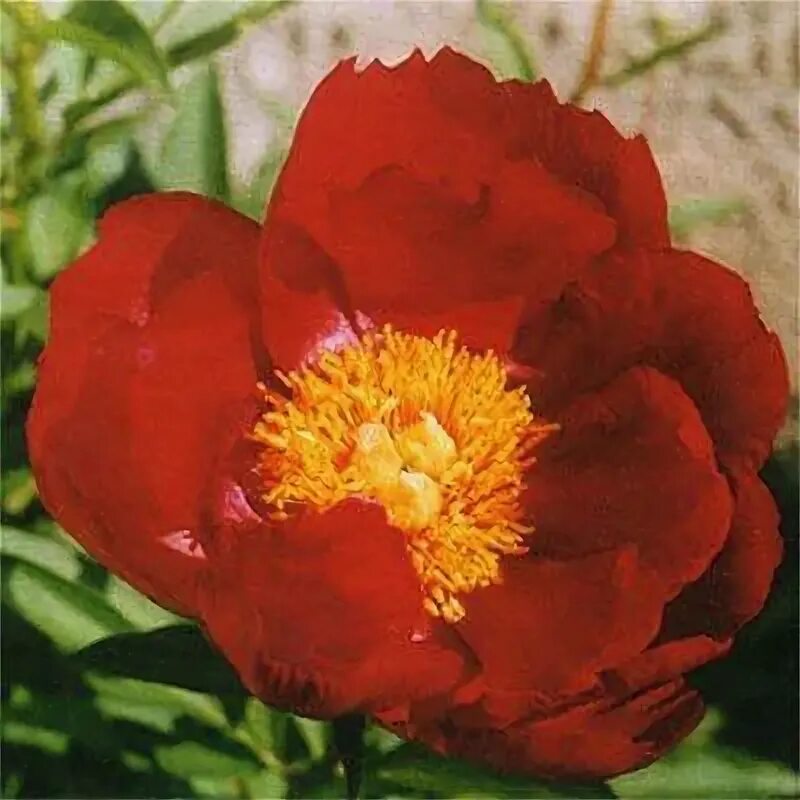 Ред глори. Пион Red Glory. Пион ред Глори Paeonia Red Glory. Пион Orange Glory. Hybride ‘Red Glory пион.