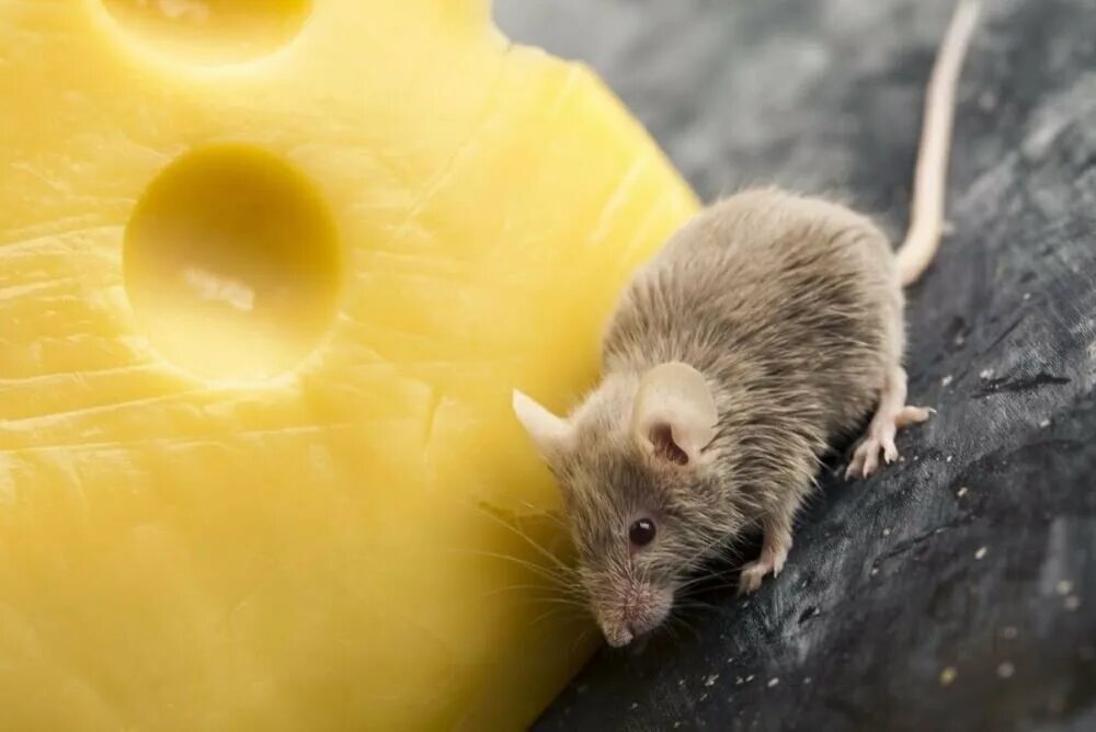 Мышь+сыр. Мышка в сыре. Дератизация от грызунов. Про мышей и сыр