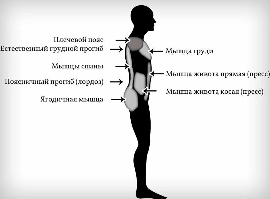 Мышцы осанки. Мышцы спины для осанки. Мышцы формирующие осанку. Мышцы отвечающие за осанку. Слабая поясница