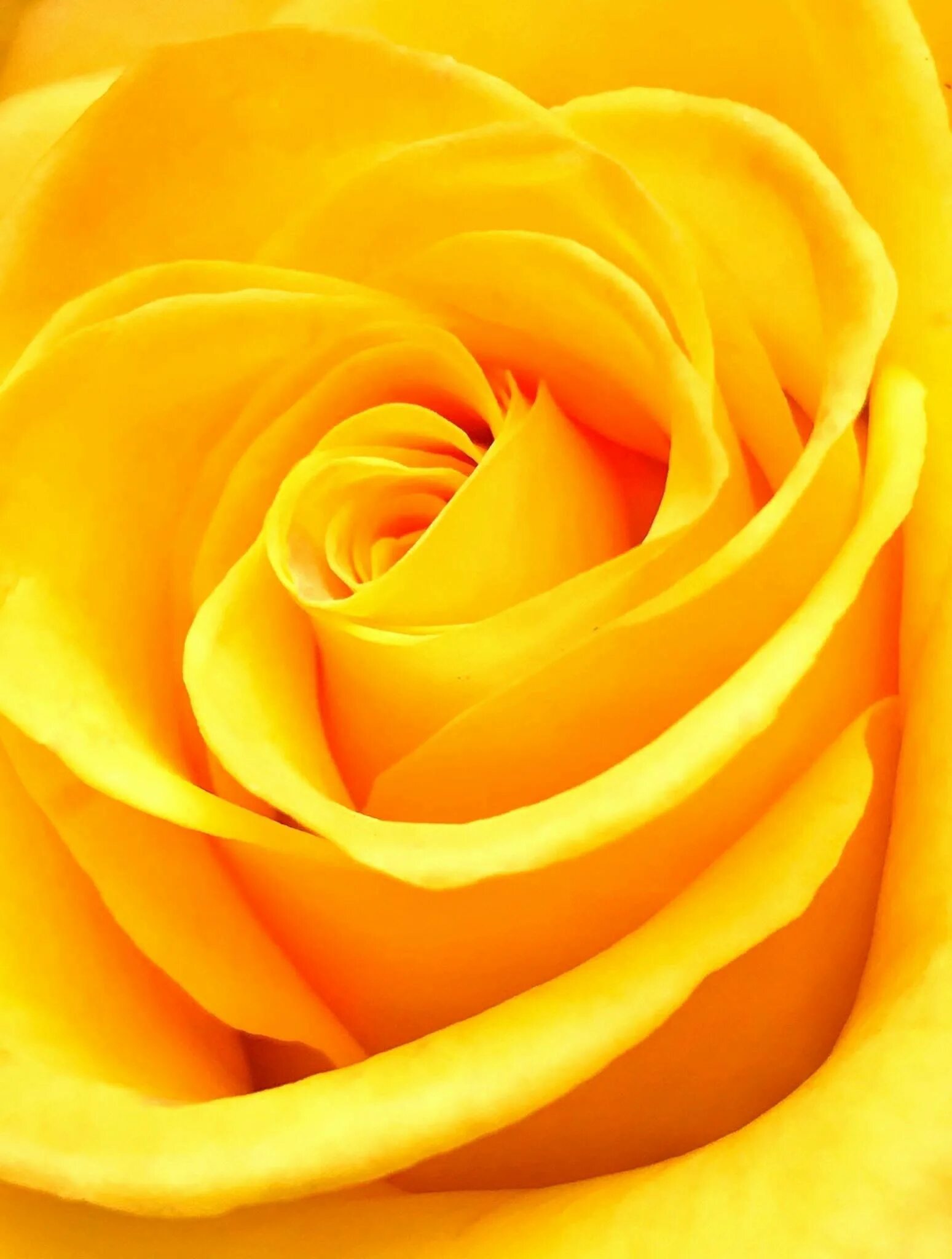 Желтые розы. Желтый. Красивый желтый.