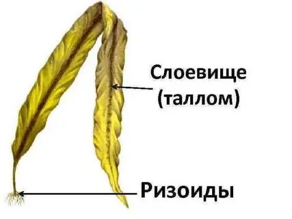 Слоевище ризоиды