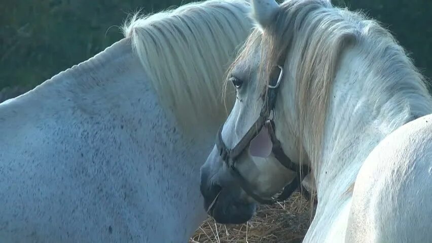 Много белых лошадей. Сын белой лошади 1981.