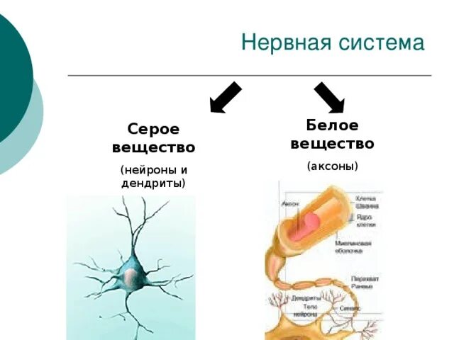 Серое вещество нейрона
