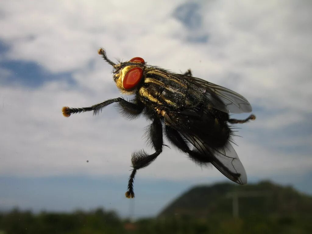 Что такое fly. Дынная Муха (Myiopardalis pardalina bid). Fly. Anthomyia Fly. Кто такой Fly.