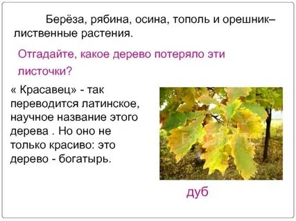 В лесу рос куст орешника текст