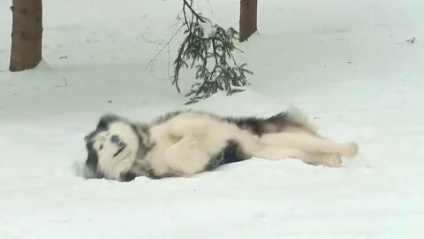Спящие в снегах