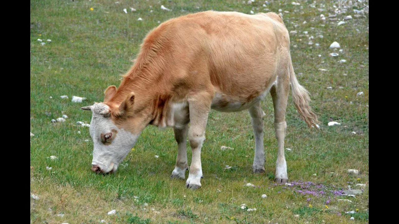Сибирская порода коров. Коровы в Сибири. Сибирский молочный скот.