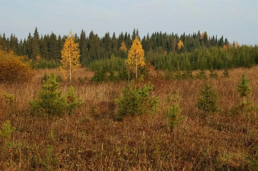 Поля зарастают лесом