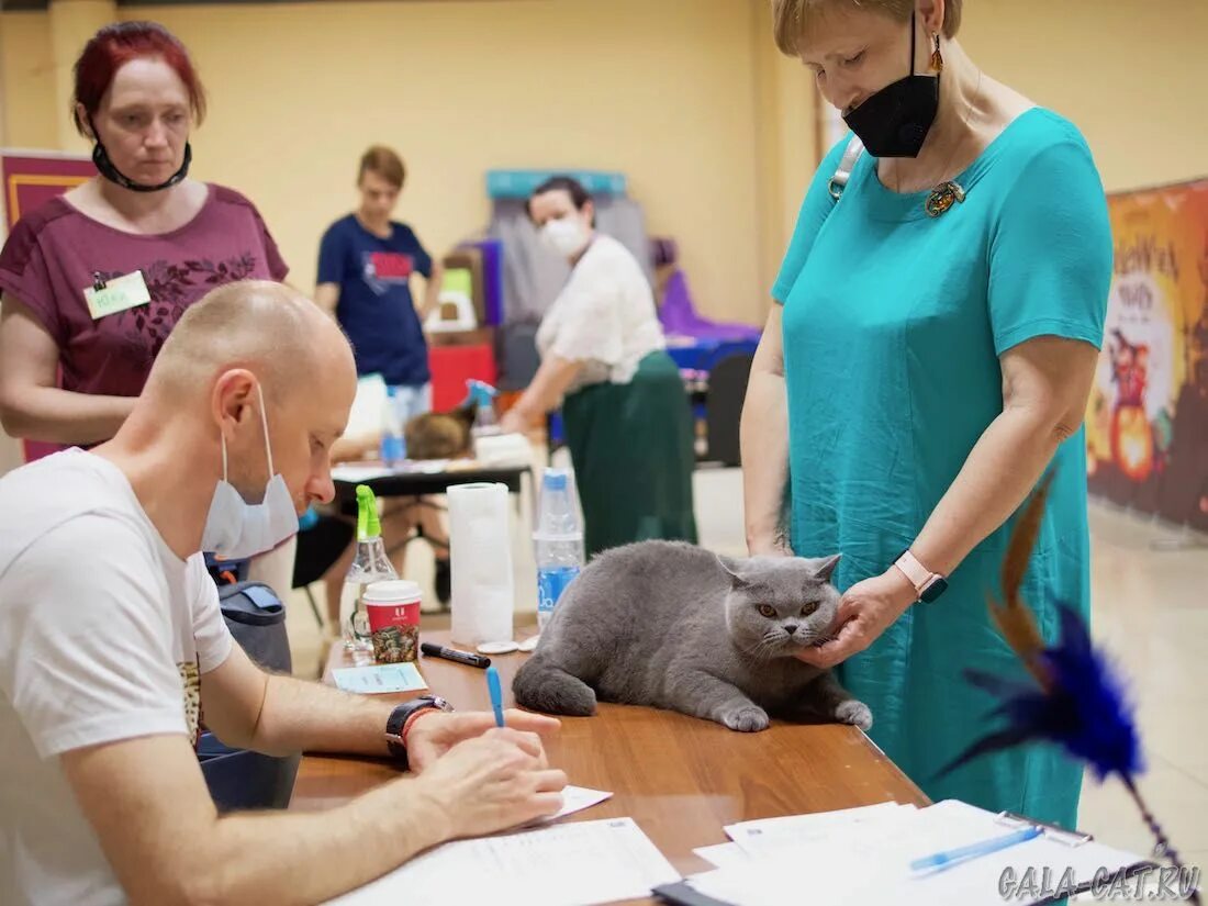 Выставка кошек северодвинск. Первая выставка кошек победитель.