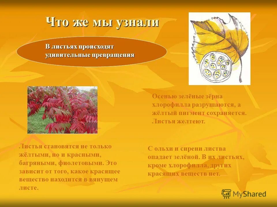 Какое изменение произошло с листьями растения