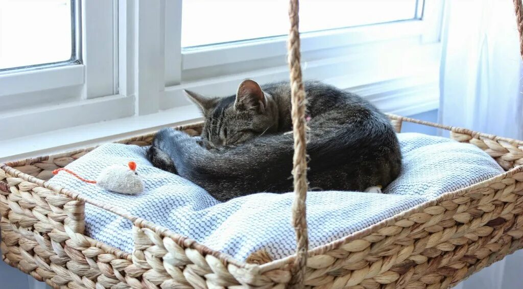 Как приучить котенка к лежанке
