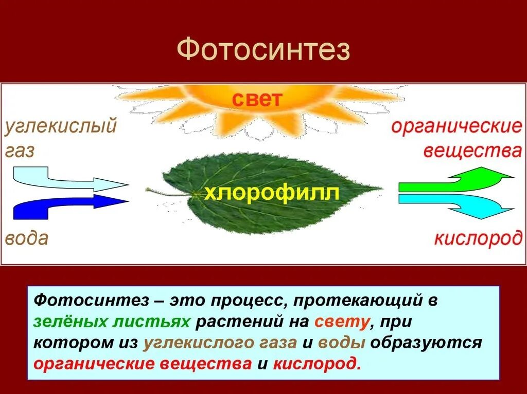 Какие организмы выделяют углекислый газ