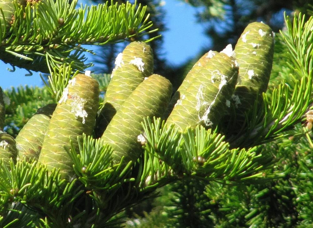 Хвойная 21. Пихта Сибирская Abies sibirica. Пихта Сибирская (Ábies sibírica). Пихта Сибирская (Abies sibirica) шишки. Пихта Сибирская (a. sibirica)..