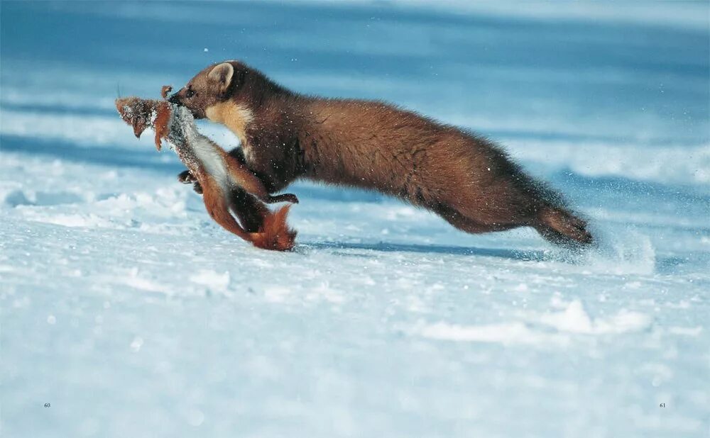 Соболь зверек сем куньих баргузинский. Соболь - martes zibellina. Якутский соболь. Баргузинский соболь. Соболь баргузинский животное.