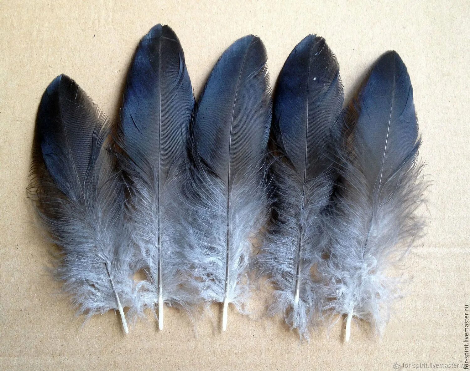 перо синицы. перья разных птиц. варианты перьев птиц. птичье перо. перья птиц.