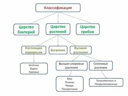 Что является основой деления царства растения