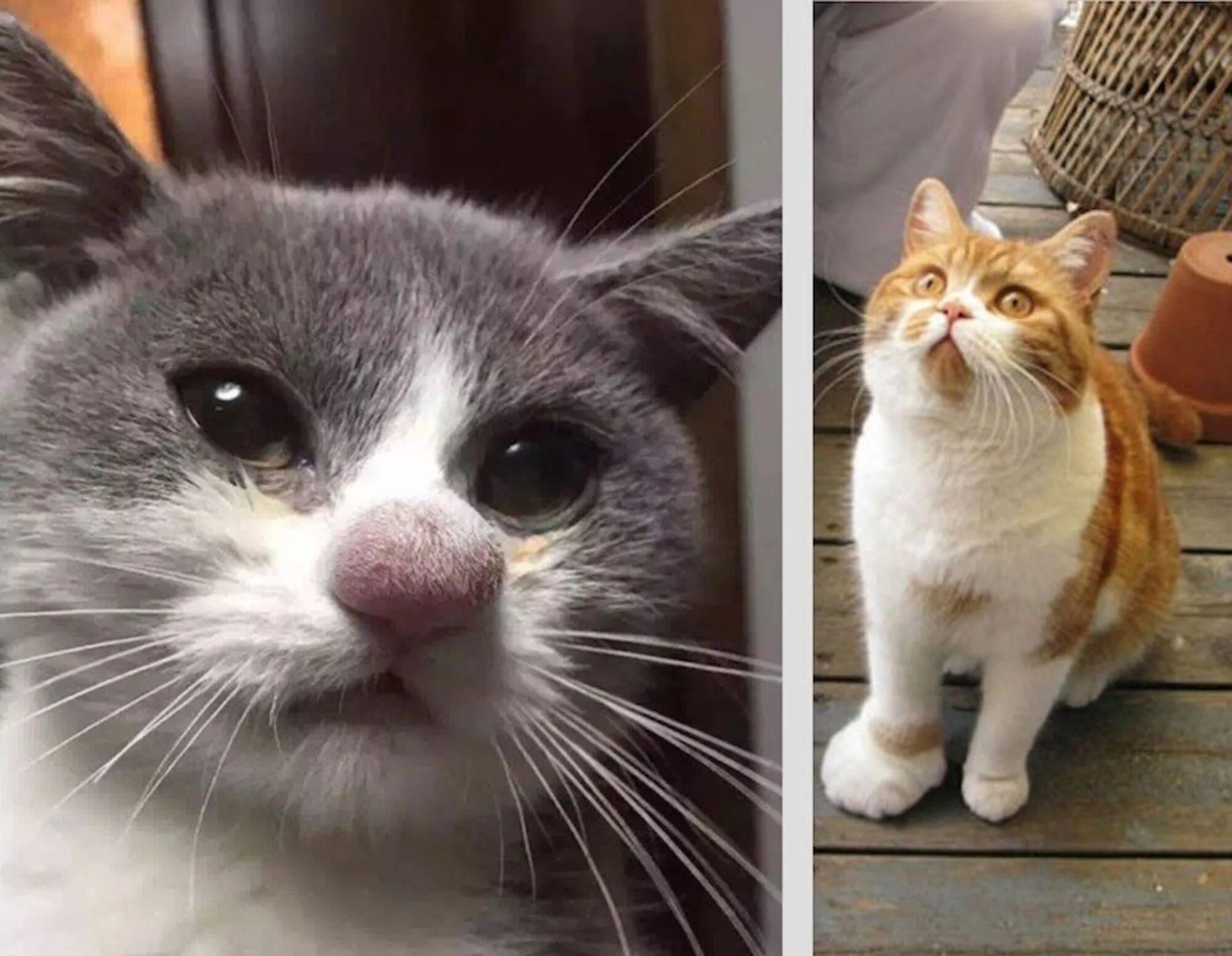 Коте номе