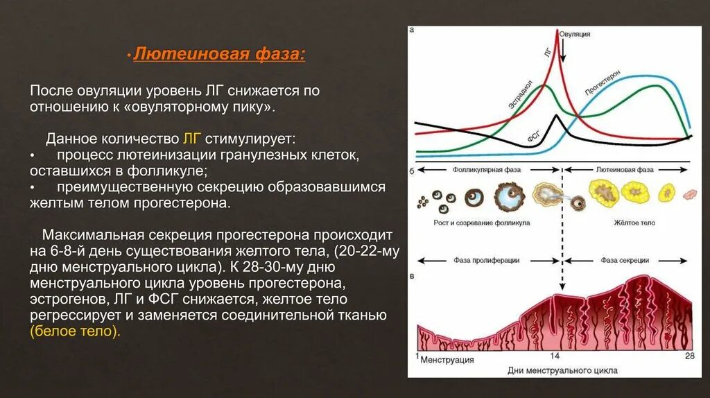 Вместо овуляции. Яичниковая фаза менструационного цикла. Фазы менструационного цикла физиология. Физиология менструационного цикла яичниковый цикл. Фазы менструационного цикла фолликулярная овуляторная лютеиновая.