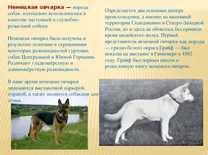 Немецкая овчарка описание породы характер