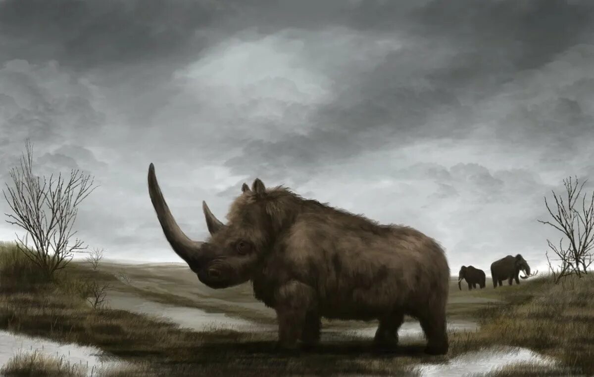 шерстистый носорог эра. носорог мамонт. сибирские шерстистые носороги. эласмотерии древний сибирский носорог. шерстистый носорог.